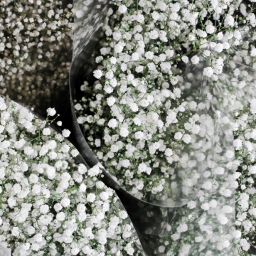 Gypsomilka (Gypsophila paniculata)