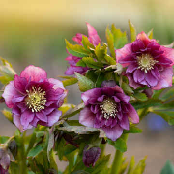 Čemerica (Helleborus)