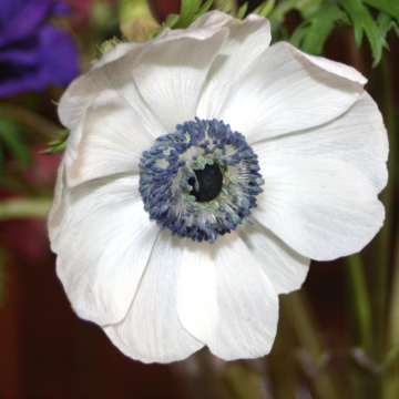 Anemonka (Anemone)