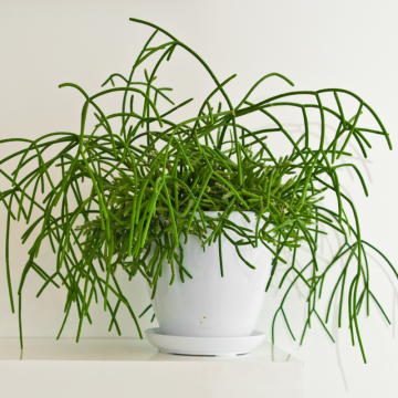 Rhipsalis (Rhipsalis baccifera)