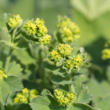 Alchemilka (Alchemilla mollis)