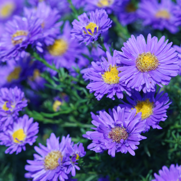 Aster (Aster)