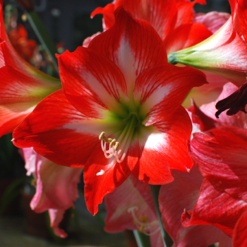 Amarylis (Hippeastrum)