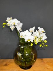 White orchid in a glass vase | Elegant gift