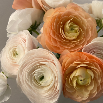 Iskerník (Ranunculus )
