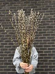 pussy willows 20 pcs pussy willows 20 pcs