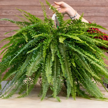 Papraď (Nephrolepis exaltata)