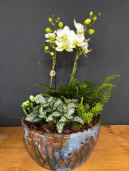 Aranžmán s bielou orchideou, fitóniou, papraďou a zeleňou