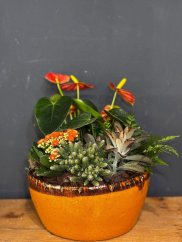 Anthurium a sukulenty v miske | ohnivá rastlinná dekorácia