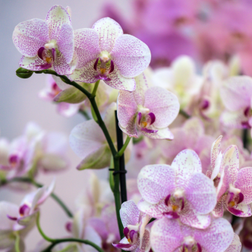 Orchidea (Orchidaceae)