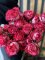 Ruže ružové - kusový predaj