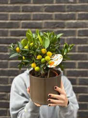 mini citrus tree