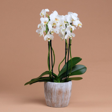 Orchidea (Orchidaceae)