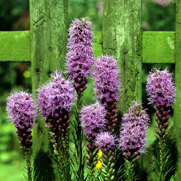 Liatra (Liatris spicata)
