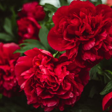 Karafiát (Carnation)