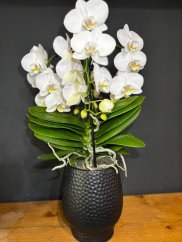 Biela orchidea dvojitá elegancia | Luxusný darček