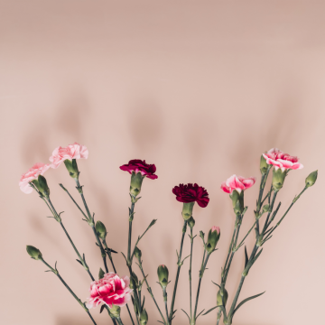 Klinčeky (Dianthus)