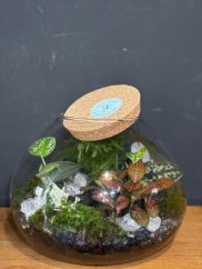 Plant terrarium with moss and fittonia in glass 