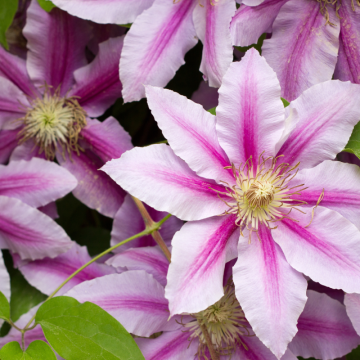 Plamienok (Clematis)