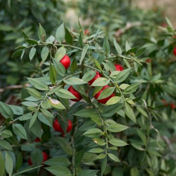 Ruscus (Ruscus aculeatus)