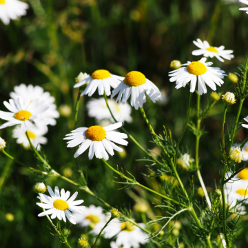 Harmanček (Matricaria chamomilla)