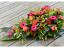 Ikebana zo živých kvetov - Veľkosť: L