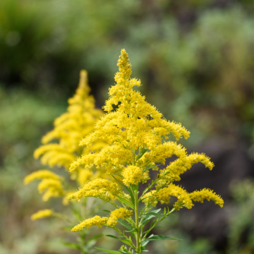 Zlatobyľ (Solidago canadensis)
