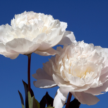 Pivonka (Paeonia)