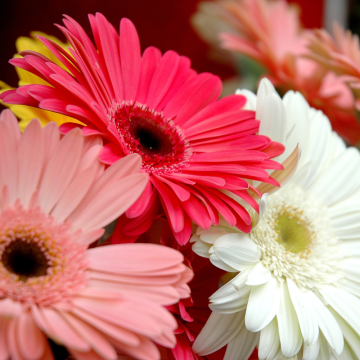 Gerbery (Gerbera)
