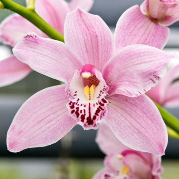 Cymbidium orchidea (Cymbidium)
