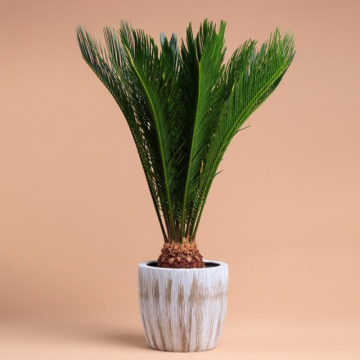 Cykas (Cycas revoluta)