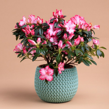 Rhododendron (Rhododendron)