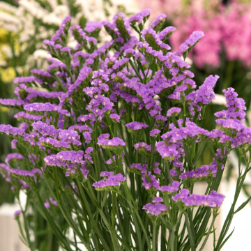 Statice (Limonium)