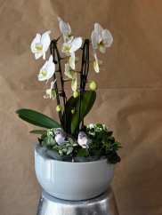 Elegant Symphony