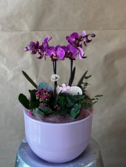 Purple Dream
