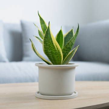 Svokrin jazyk (Sansevieria trifasciata)