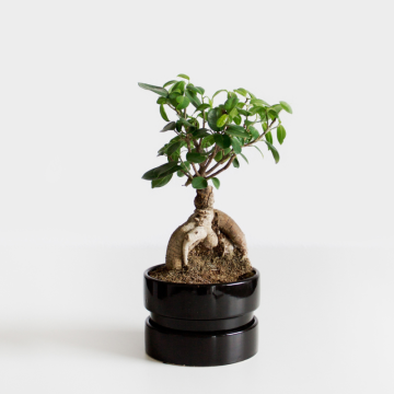 Bonsai (Bonsai)