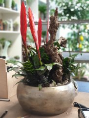 Bromelia