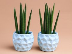 Sanseveria