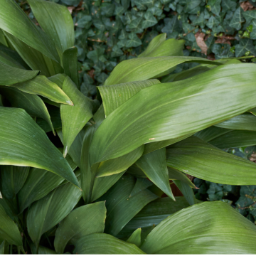 Aspidistra (Aspidistra elatior)