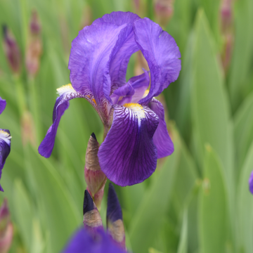 Iris (Iris germanica)