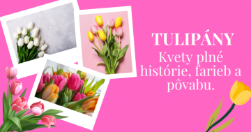 Tulipány