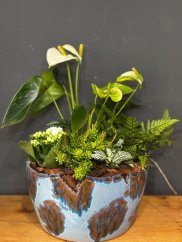 Tropická miska s bielym anthurium, fittoniou a papraďou