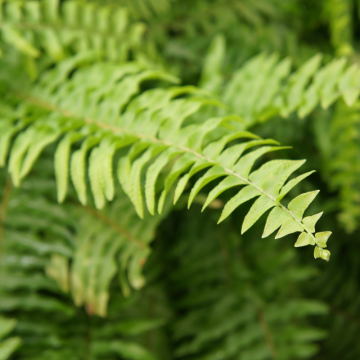 Papraď  (Nephrolepis exaltata)