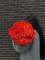 A Bouquet of Red Roses – A Declaration of Love