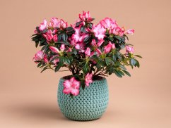 Rhododendron