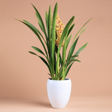 Cymbidium Gemend (Cymbidium)