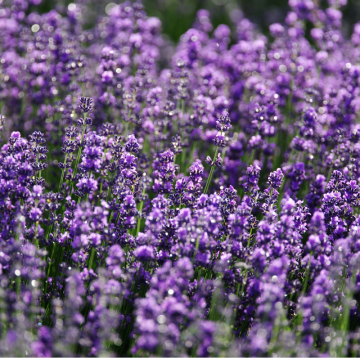 Levanduľa (Lavandula)