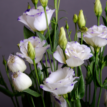 Eustoma (Lisianthus)