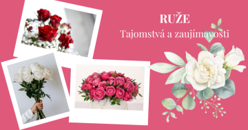 Ruže: tajomstvá a zaujímavosti